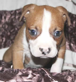 DDDawgs Queen of Hearts